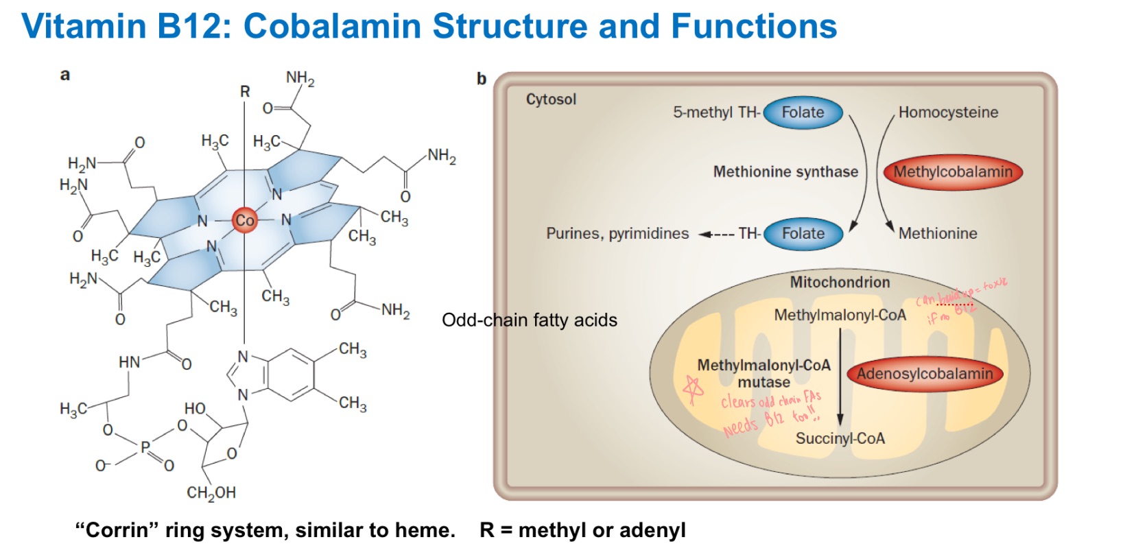 <ul><li><p>What does methylmalonyl-CoA mutase do?</p></li><li><p>Why would it build up?</p></li></ul><p></p>