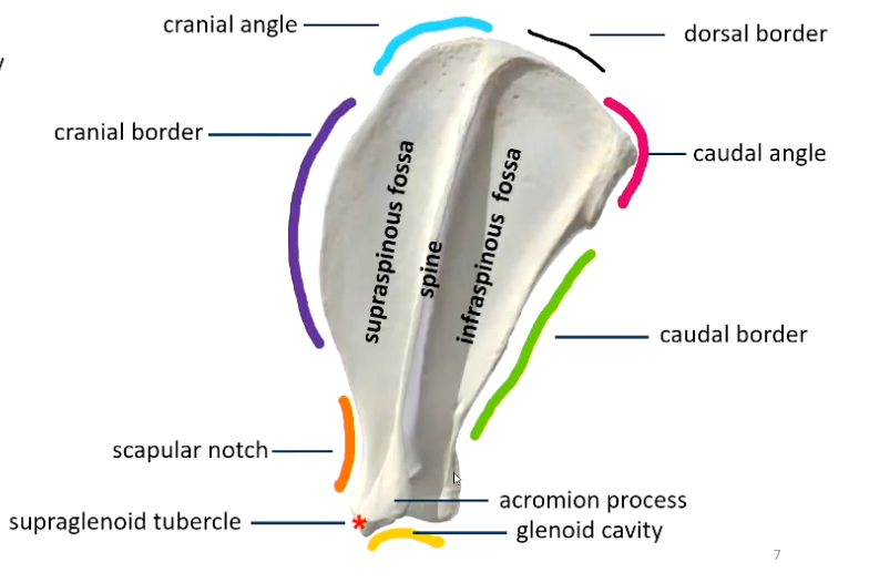 <p><strong>Lateral surface:</strong></p><p><strong>• Dorsal border</strong> - palpable</p><p><strong>• Cranial border</strong> - palpable</p><p><strong>• Caudal border</strong> - difficult to palpate / not palpable</p><ul><li><p>beneath muscle</p></li></ul><p></p><p><strong>• Scapular spine</strong> - palpable, divides scapula into two portions</p><ul><li><p>Supraspinous fossa</p></li><li><p>Infraspinous fossa</p></li></ul><p><strong>• Acromion process</strong> - palpable</p><ul><li><p>Guide for location of shoulder joint</p></li></ul><p></p>