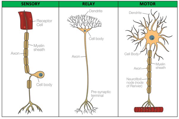 <ul><li><p>Sensory Neuron</p></li><li><p>Interneuron (relay)</p></li><li><p>Motor Neuron</p></li></ul>