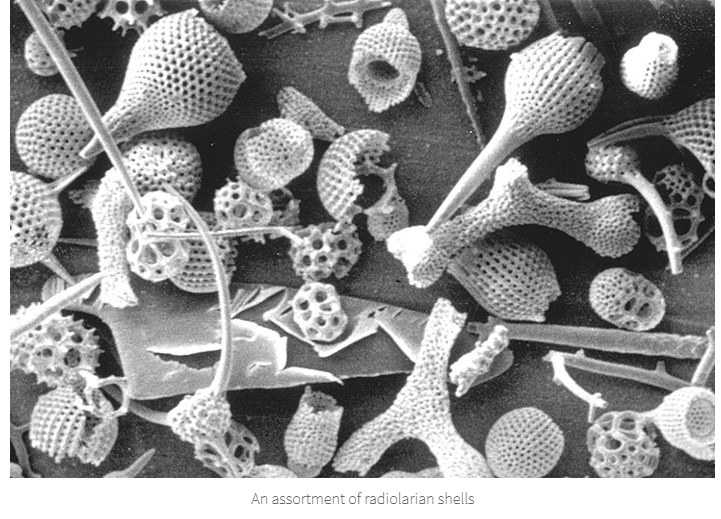 <p>Radiolarians/Rads</p><ul><li><p>Silica shells</p><ul><li><p>Shells form calcareous oozes in deep ocean</p><ul><li><p>Ooze → chert</p></li></ul></li></ul></li></ul><p></p>