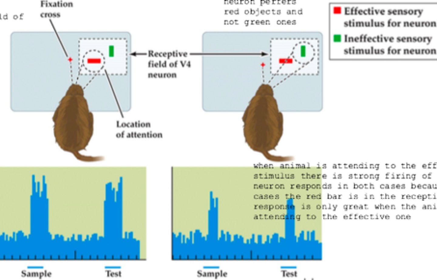 <p>animal is presented with a central fixation to the left of the receptive field of V4. THere are two stimulus bars within the receptive field. One is preferred (red bar) and unpreferred (green bar).</p><p>animal attending to effective stimulus there is stronger firing of the neuron, than attending to the ineffective. however the neuron fires in both cases.</p>