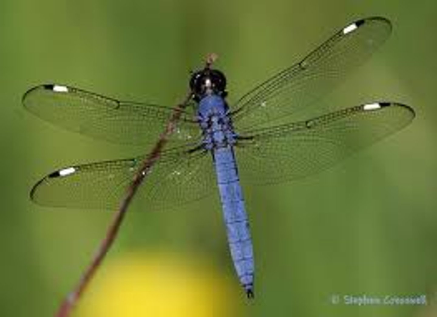 knowt flashcard image