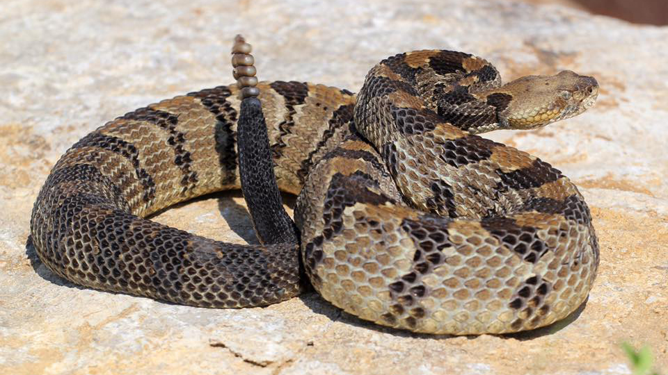 <p>Family: Viperidae;</p><p>Latin: Crotalus horridus</p><p>Timber Rattlesnake</p>