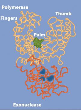 <ul><li><p><span><strong>Replicative polymerases</strong> are high fidelity but not perfect: <strong><u>10-4 to 10-5 errors per base pair.</u></strong></span></p></li><li><p><span><strong>Proofreading using 3' to 5' exonuclease activity</strong> reduces the error rate to <strong><u>10-7 to 10-8 errors per base pair</u></strong></span></p></li></ul><p></p>