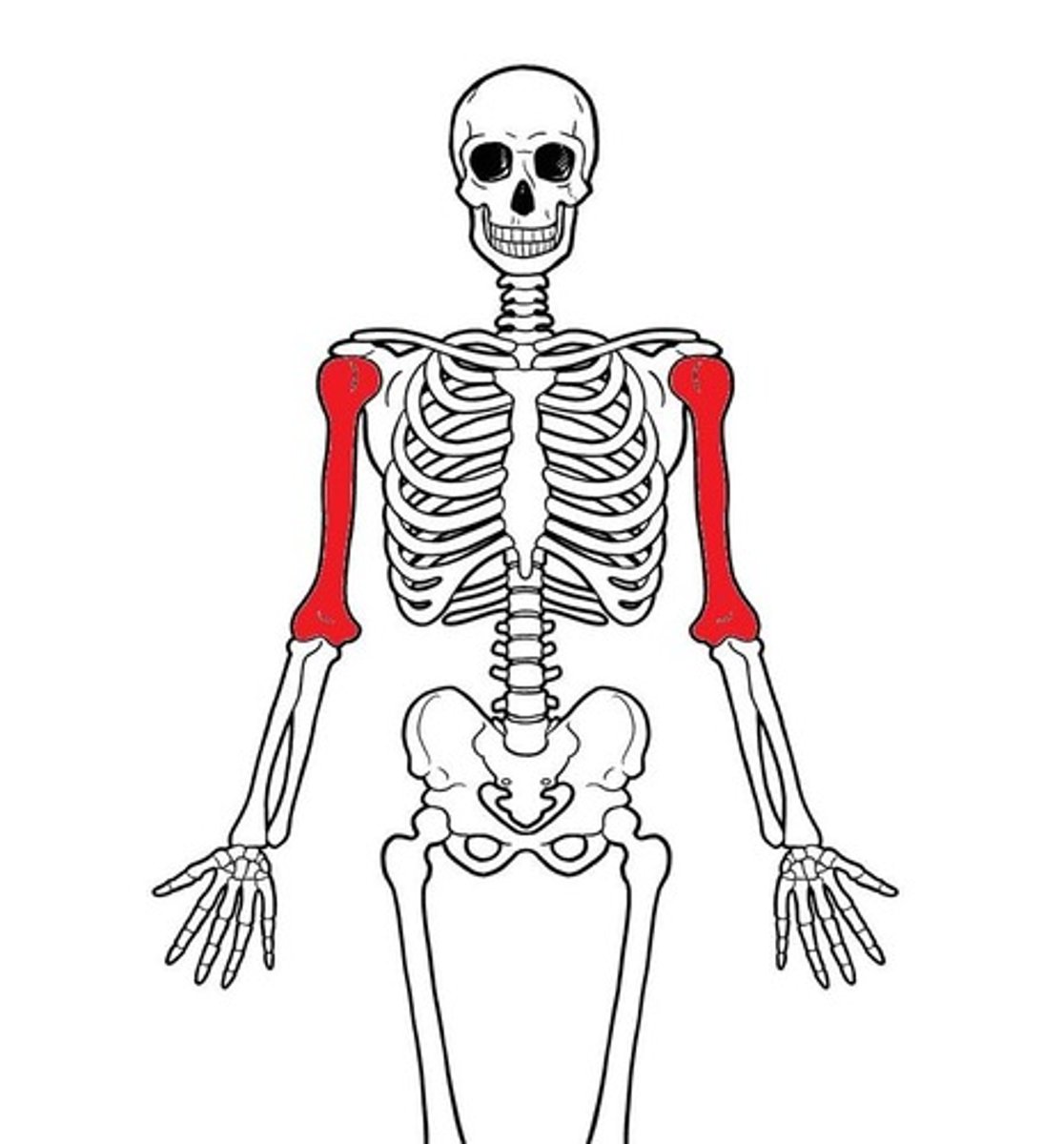 <p>ID red bone</p>
