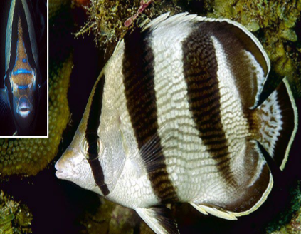 <p>Shape of this fish?</p>