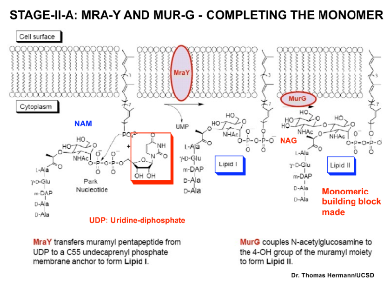 <p>MraY and MurG are enzymes involved in peptidoglycan synthesis. MraY transfers the peptidoglycan precursor Lipid I to the bacterial membrane, while MurG adds N-acetylglucosamine to form Lipid II. </p>