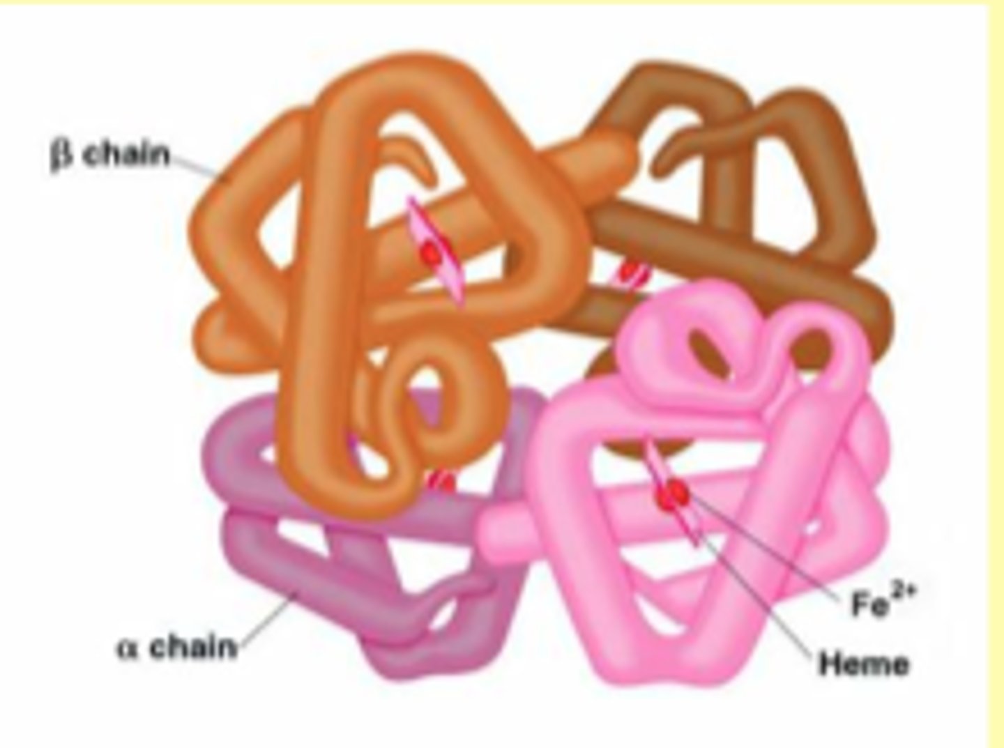 <p>- α2β2 TETRAMERIC structure</p><p>- αβ dimer of Hb w/packing contacts -&gt; α1β1 and α2β2 contacts are important for subunit packing -&gt; helices B, G, H, and GH corner</p><p>- sliding contacts α1β2 and α2β1 are made with the other dimer</p>