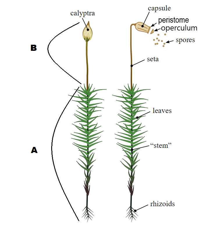 <p>What is Structure A?</p>