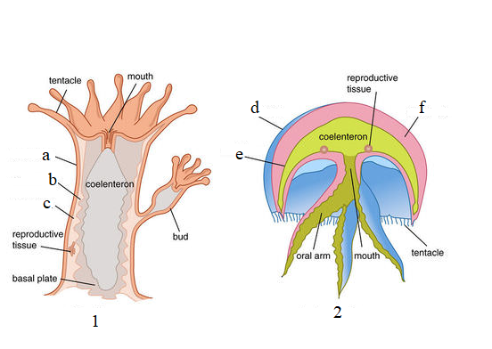 <p>Phylum?Class?<br>Symmetry? Tissue type? <br><br>1/2?<br><br>a/b/c/d/e/f</p>