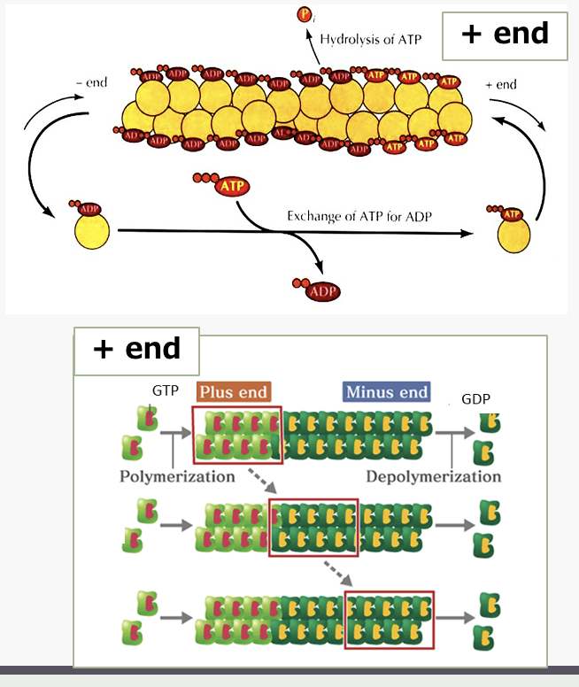 <p>plasma membrane</p>