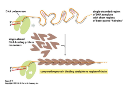 <p>Binding of single-strand binding proteins</p>