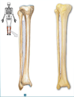 <p>Name joint</p>