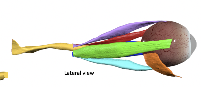 <p>identify all colored structures from the lateral view</p>