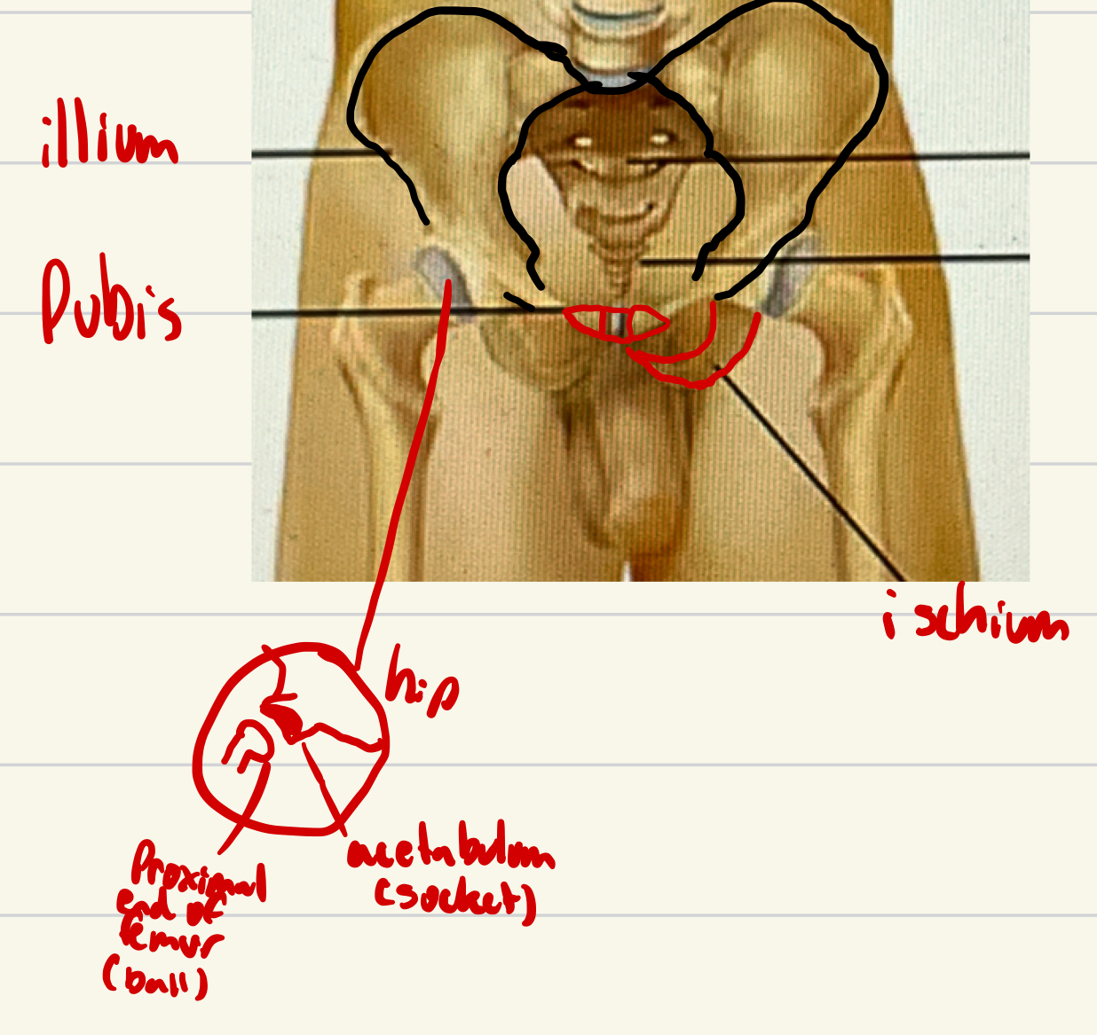 <p>the basin shaped bony structure that supports the spine and is the point of proximal attachment for the lower extremities</p>