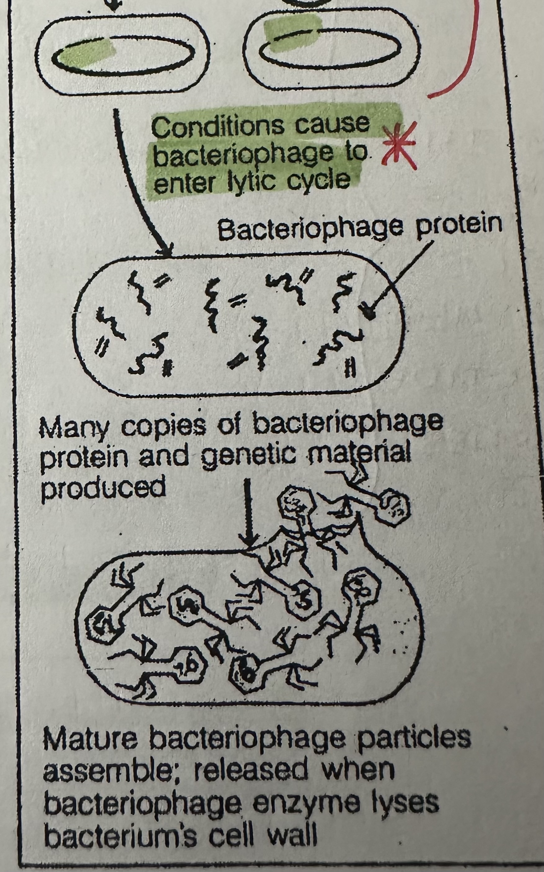 <ol start="3"><li><p><strong>Replication</strong> of phage proteins and nucleic acids</p></li><li><p><strong>Assembly</strong> into new viruses</p></li><li><p><strong>Lysis &amp; Release</strong> of new viruses, results in destruction of host bacterial cell.</p></li></ol><p></p>