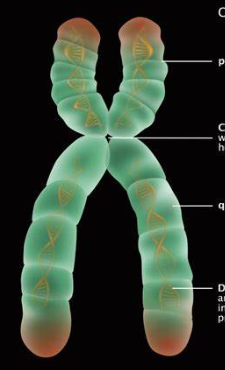 <p>a linear chunk of DNA</p>