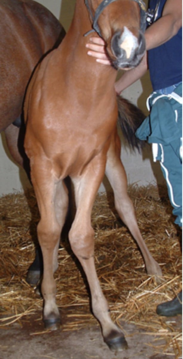 <p>En hesteavler sender dig dette billede og beder om dit råd. Føllet er 1 uge gammel og har en deformitet af benet. Hvordan vil du bedst beskrive deformiteten?</p><p>- Carpal contraktur venstre</p><p>- Carpus varus højre for</p><p>- Carpus varus venstre for</p><p>- Carpus valgus venstre for</p>