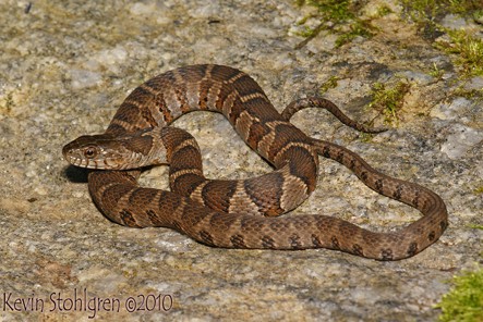 <p>most common in north GA; brown/black with bands that break on the sides halfway down the snake</p>
