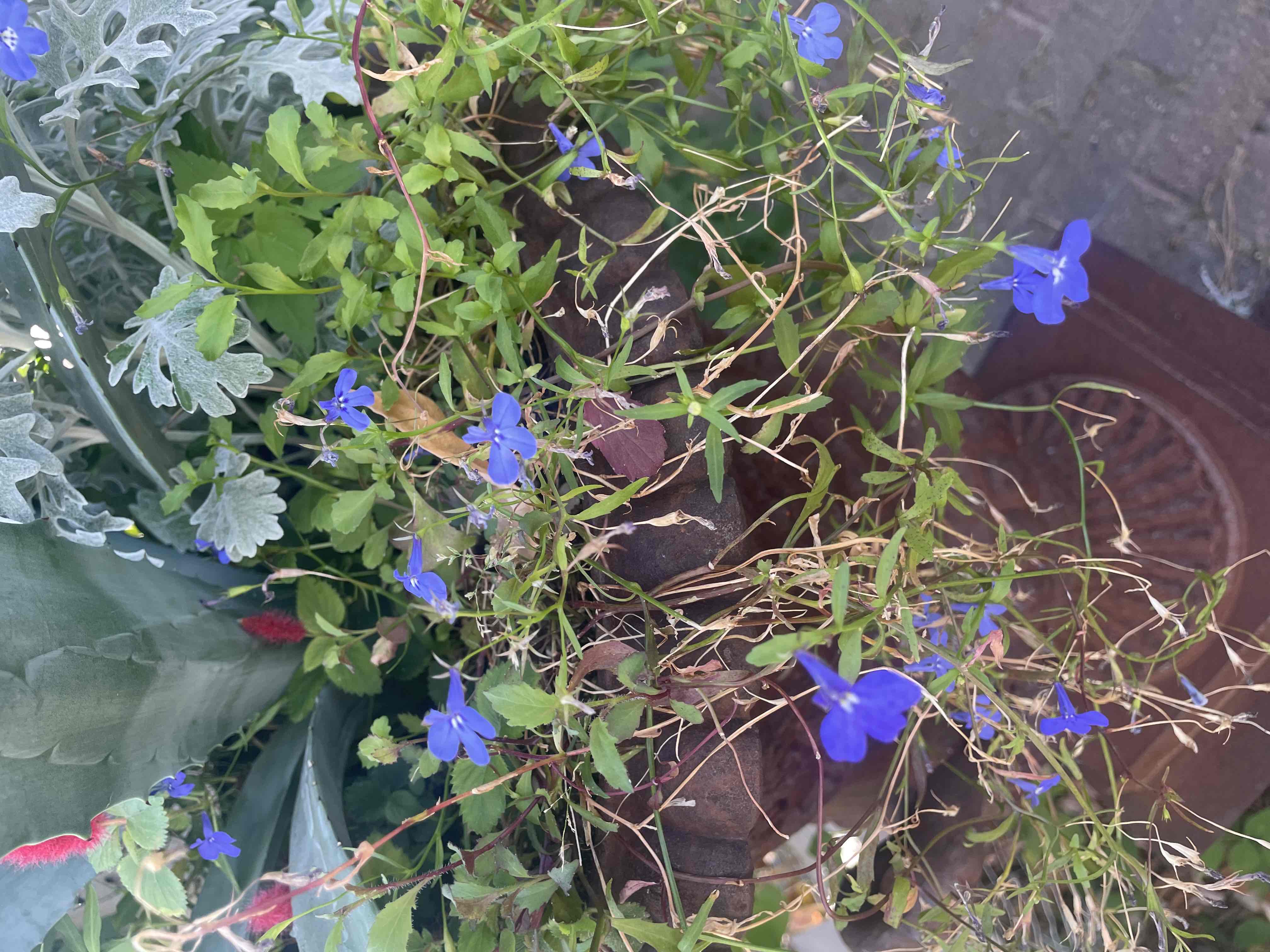<p>Lobelia erinus</p>