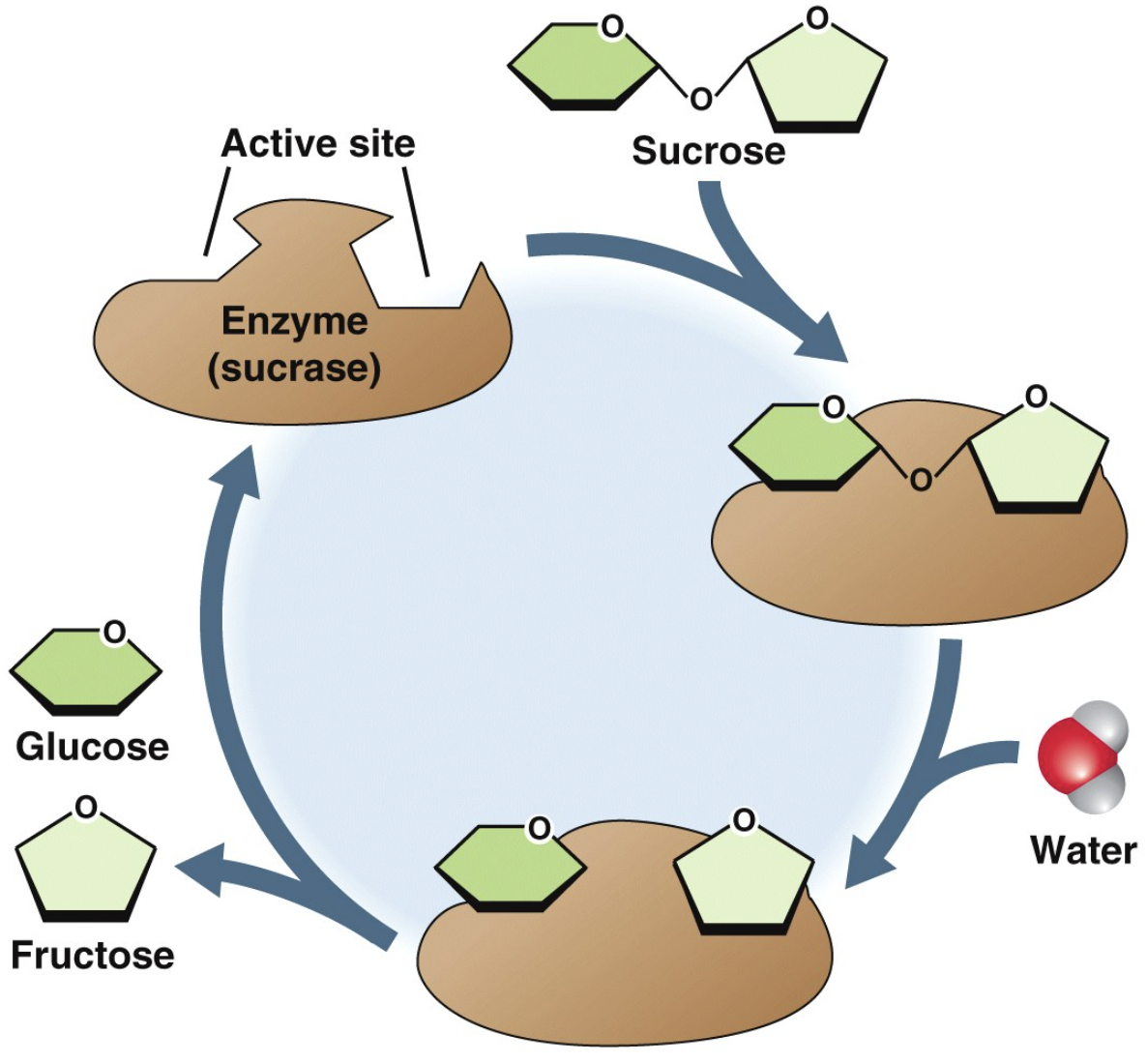 <p><span>catalysts in biochemical reactions</span></p><ul><li><p><span><em>No catalyst makes a reaction occur that cannot otherwise occur</em></span></p></li><li><p><span>The enzyme is not changed at the end of the reaction.</span></p></li></ul><p></p>