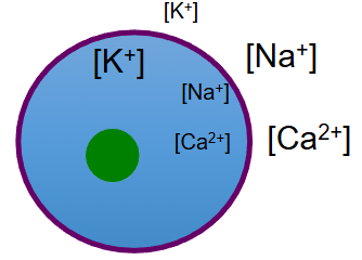 <ul><li><p>Ca2+ is actively transported out of the cytosol and stored in the smooth ER</p></li></ul><p></p>