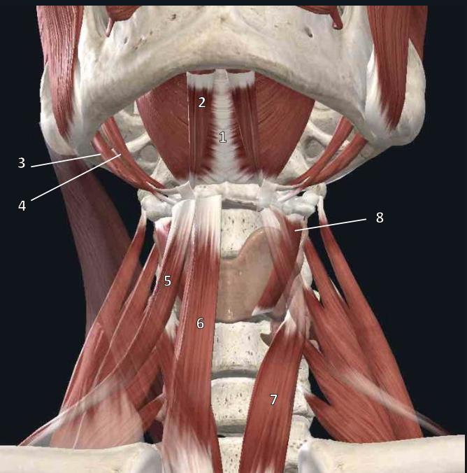 <p>name structure #2</p>