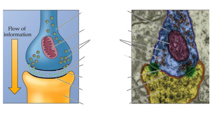 <p>What are the parts of a synapse?</p>