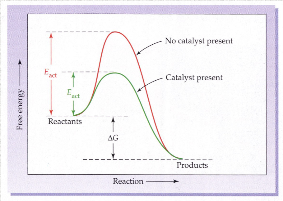 <ul><li><p>Lowers energy of activation</p></li><li><p>Acts by providing an alternate pathway with a lower energy requirement</p></li><li><p>As a result, more collisions form product successfully</p><p></p></li></ul><p></p>