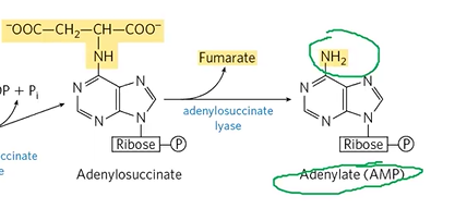 <p>turns into AMP via <strong>adenylosuccinate lyase</strong>, also makes fumarate</p><p>*structure</p><p></p>