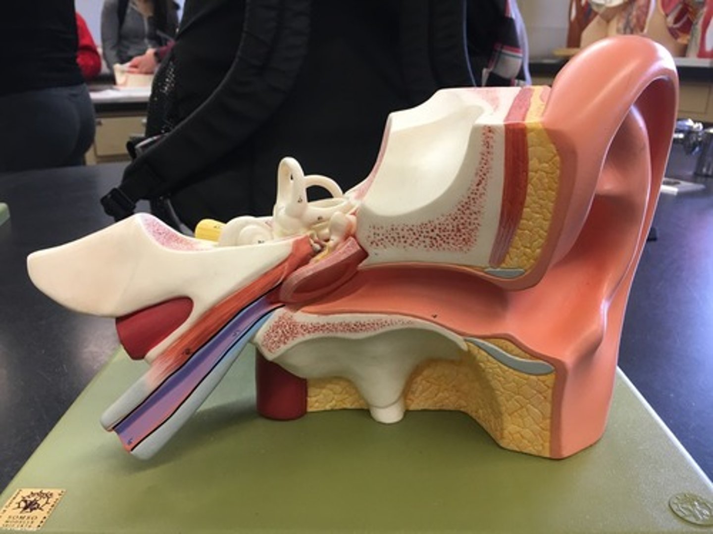 <p>A tube that links the nasopharynx to the middle ear. It is a part of the middle ear. The canal right after the tympanic membrane.</p>