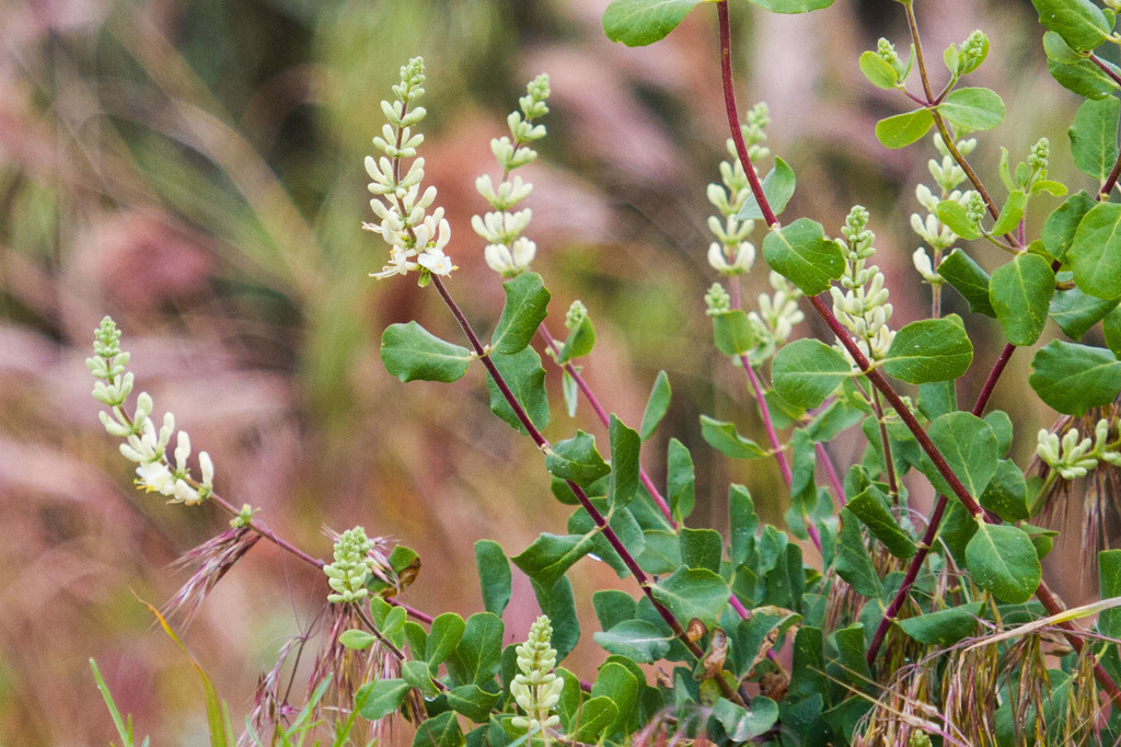 <p>Southern honeysuckle</p>
