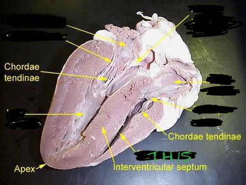 term image