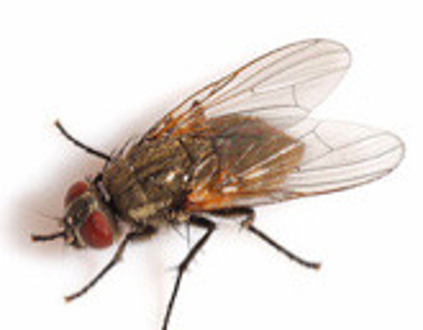 <p>What fly is this?</p>