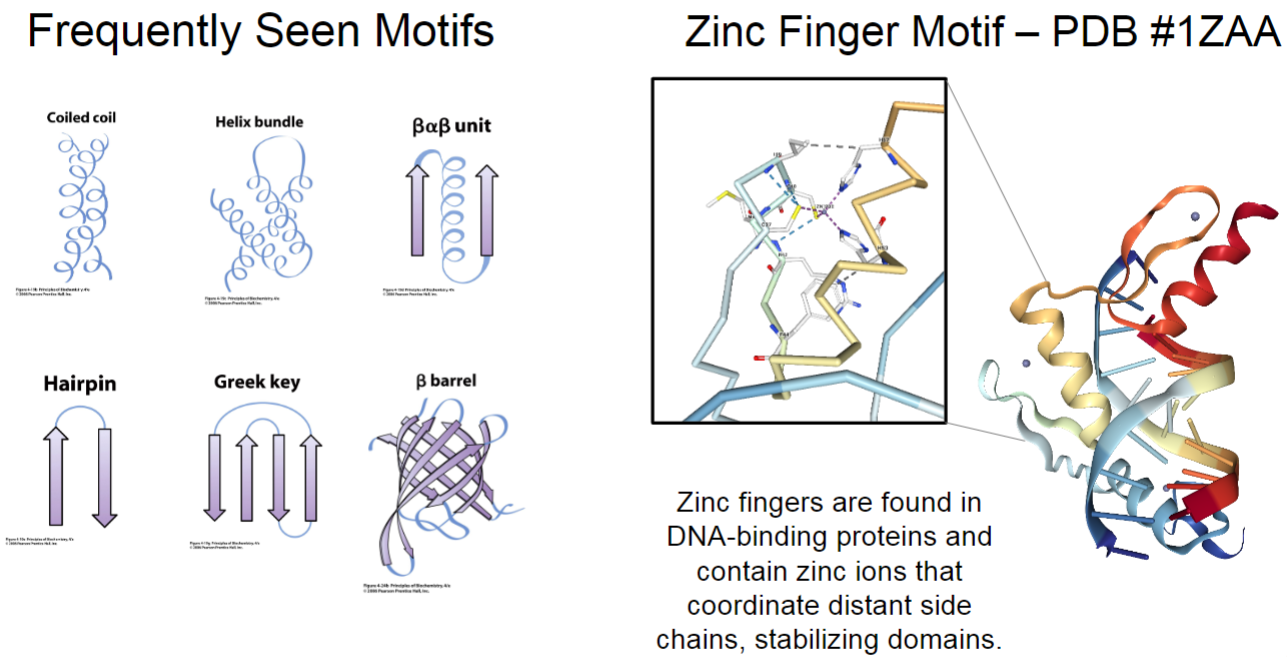 <ul><li><p>coiled coil (2 helices wrapped around each other)</p></li><li><p>helix bundle</p></li><li><p>beta alpha beta unit</p></li><li><p>hairpin</p></li><li><p>Greek key</p></li><li><p>beta barrel (sheet wrapped so pore forms)</p></li><li><p>zinc finger motif</p></li></ul>