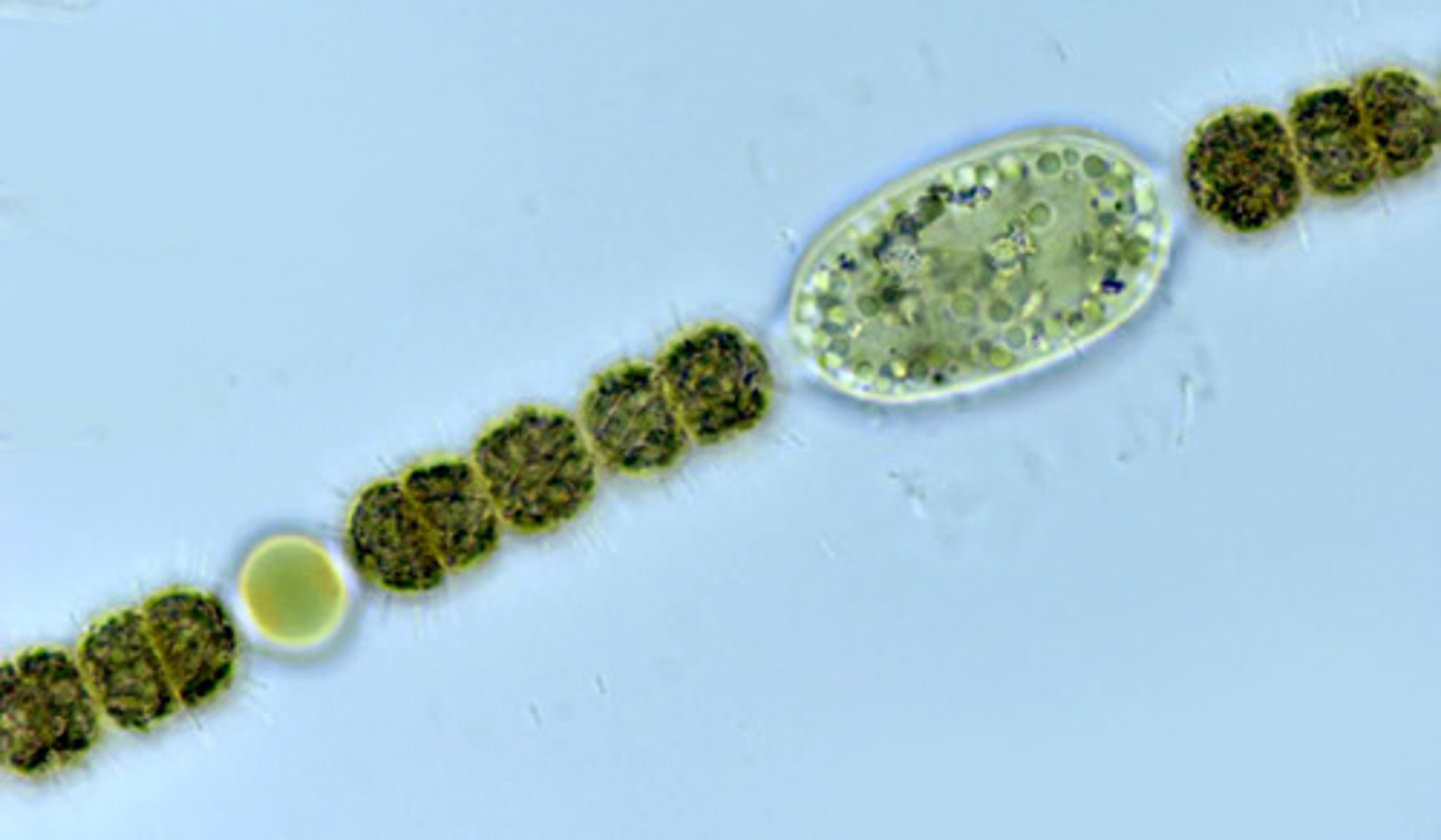 <p>survival structure (resistance)</p><p>in cyanobacteria</p><p>-main: agaisnt non-favorible conditions</p><p>-resistance to desication not really heat</p><p>-is a specialized cell, bigger, thick-walled, non-motile, dormant (with reduced metabolic activity)</p>
