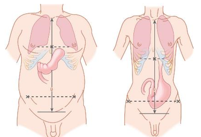 <p>Describe the <strong>stomach’s position </strong>in the body</p>