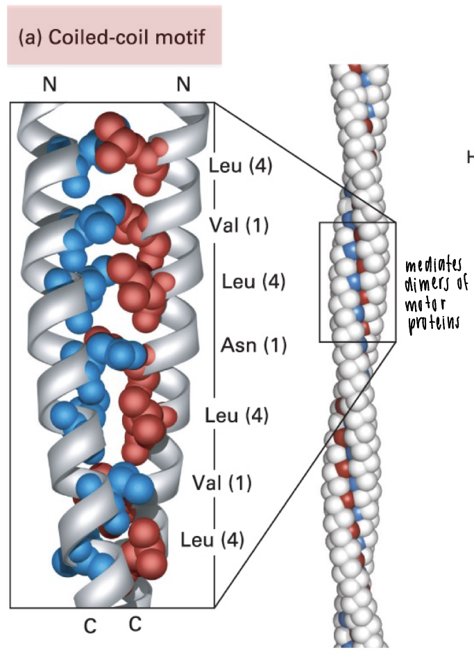 <p>two-a helices wound around each other</p><p>a-helix-heptad repeat seq with hydrophobic residue at positions 1 and 4</p><p>ex: motor proteins are mediated by coiled-coil formation to form stable dimers</p>