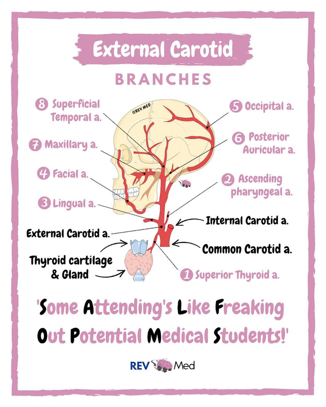 <p>T/F Anterior branches of external carotid artery are:</p><p><strong><mark data-color="red" style="background-color: red; color: inherit">T -</mark></strong><mark data-color="red" style="background-color: red; color: inherit"> A. A. thyroidea superior</mark></p><p><strong>F -</strong> B. A. occipitalis</p><p><strong><mark data-color="red" style="background-color: red; color: inherit">T -</mark></strong><mark data-color="red" style="background-color: red; color: inherit"> C. A. lingualis</mark></p><p><strong>F -</strong> D. A. subscapularis</p><p><strong><mark data-color="red" style="background-color: red; color: inherit">T -</mark></strong><mark data-color="red" style="background-color: red; color: inherit"> E. A. facialis</mark></p><p></p>