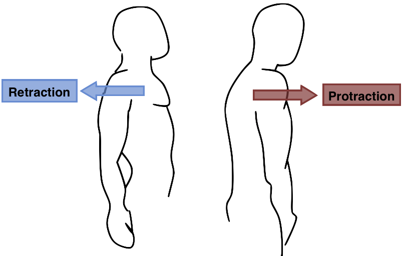 <p>PROTRACTION: moving a bone forward on the frontal plane</p><p>RETRACTION: moving a bone backwards on the frontal plane</p>