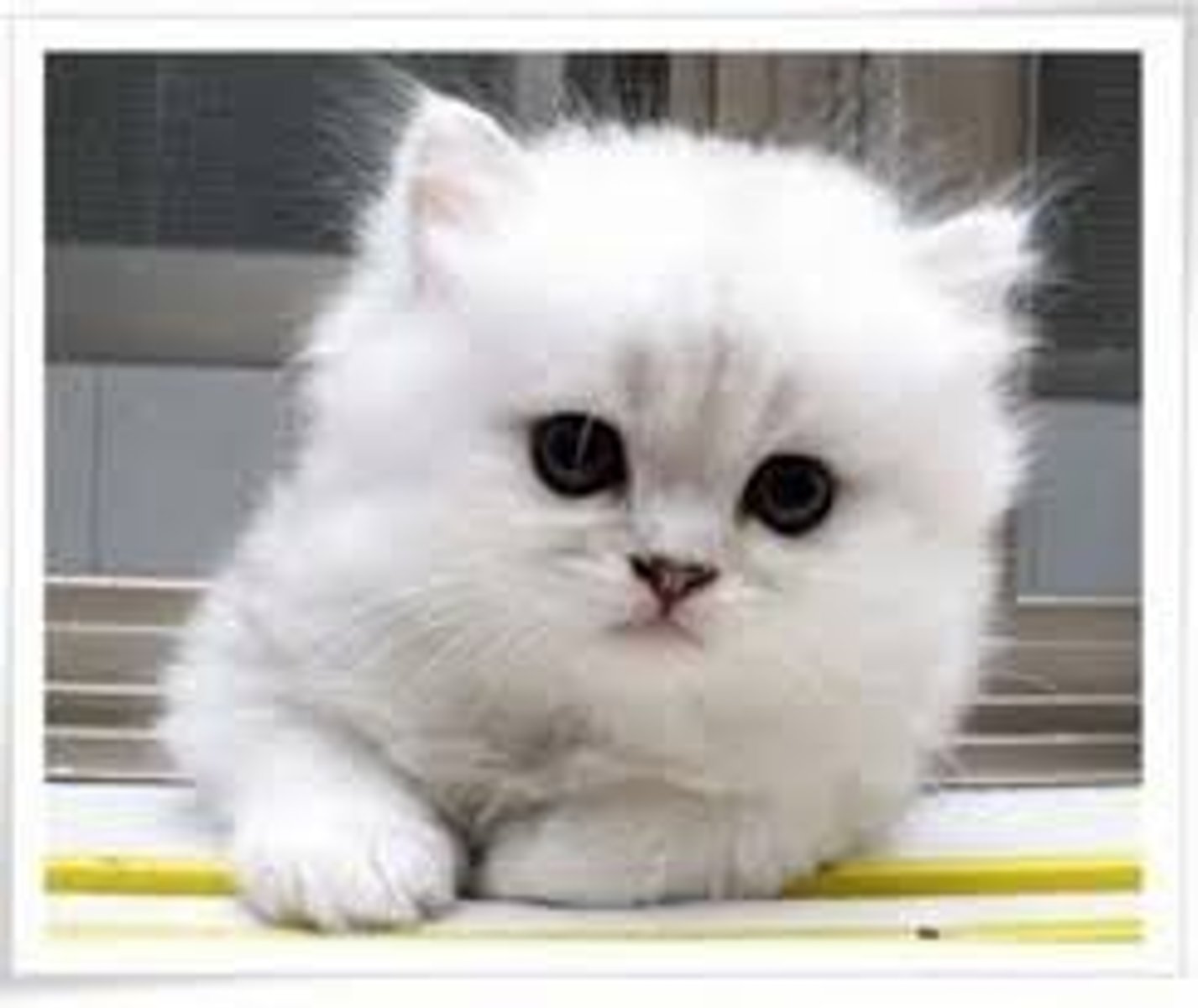 <p>Pretty</p>