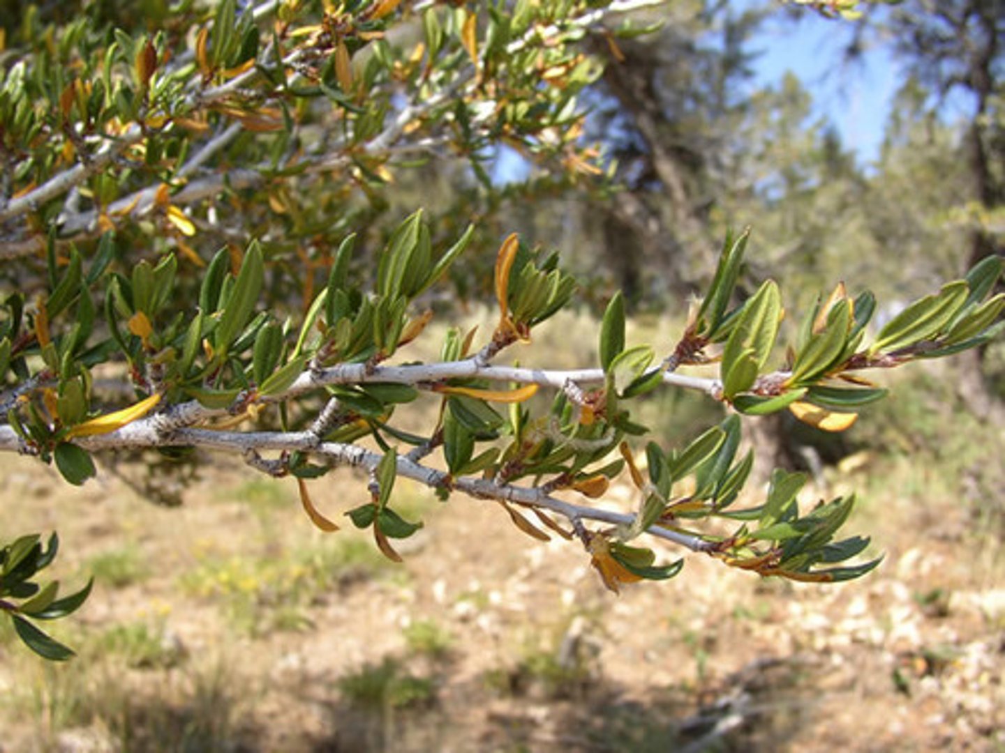 <p>Cercocarpus betuloides (chaparral)</p><p>Leaves: Oval, with serrated upper edges.</p><p>Fruit: Long, feathery tails.</p><p>Ecology: Adapted to dry conditions.</p>