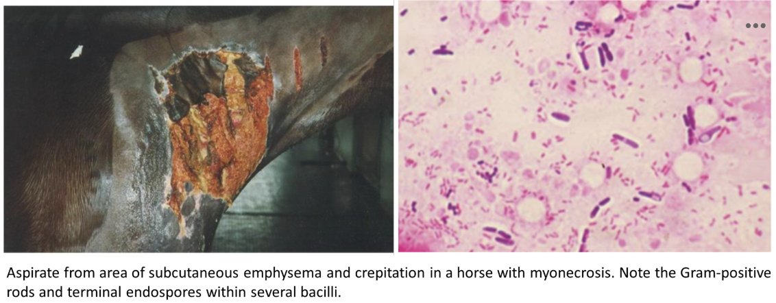 <p>Indicate the possible etiological agent taking into account these images.</p><p><em>A. Nocardia spp.</em></p><p><em>B. Sporothrix schenckii</em></p><p><em>C. Clostridium perfringens</em></p><p><em>D. Histoplasma farciminosum</em></p><p></p>