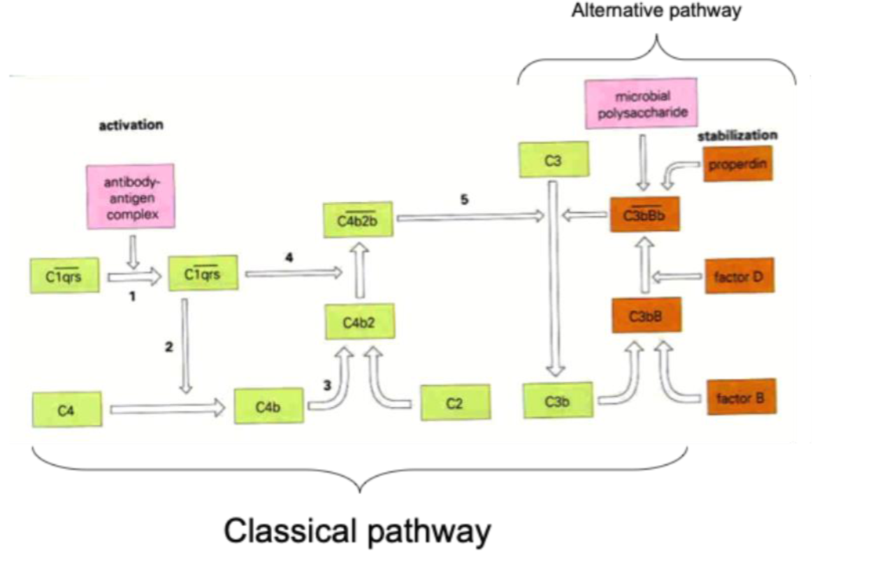 <ul><li><p>Classical</p></li><li><p>Alternative</p></li><li><p>Lectin</p></li></ul><p></p>