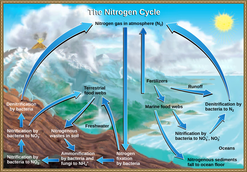 <p>how nitrogen moves between plants, animals, bacteria, the atmosphere, and soil in the ground.</p>