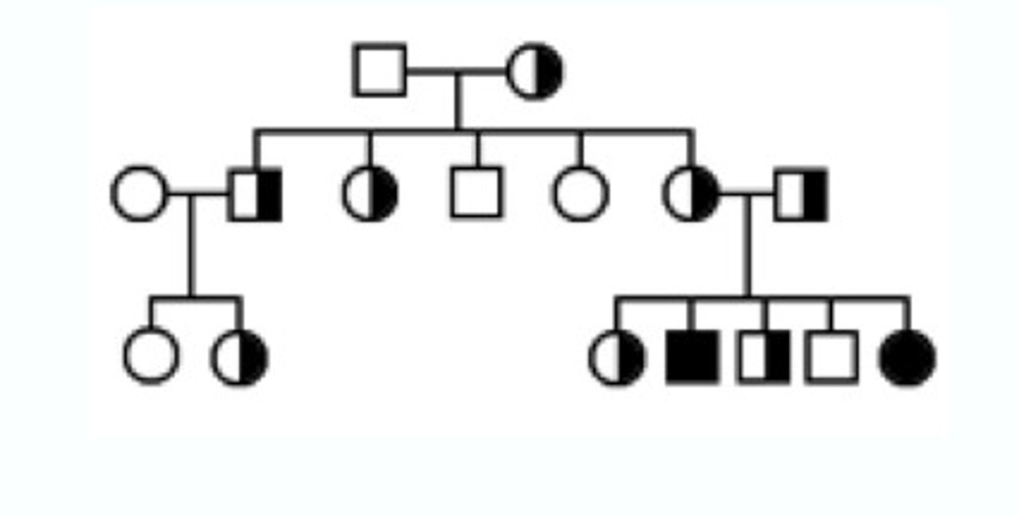 <p>shows a family tree there traits can be tracked from parent to offspring</p>