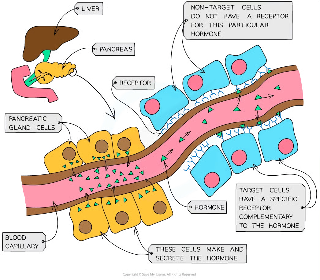 <p>when they make hormones, they need to get the hormones into the bloodstream/blood plasma asap so they can travel around body to target organs and bring about response</p>