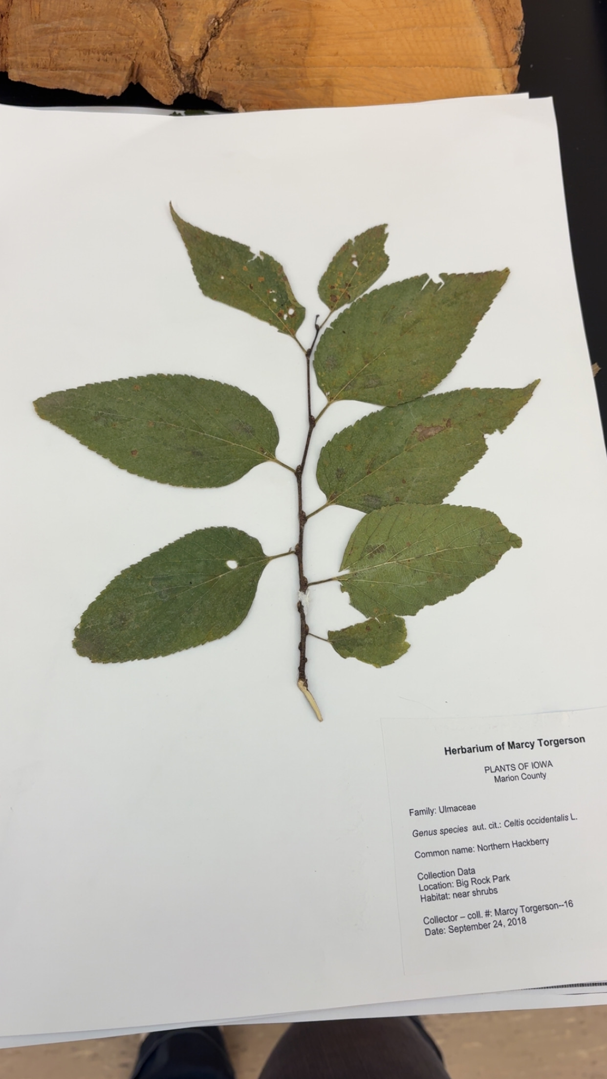 <p>What type of leave is this </p>