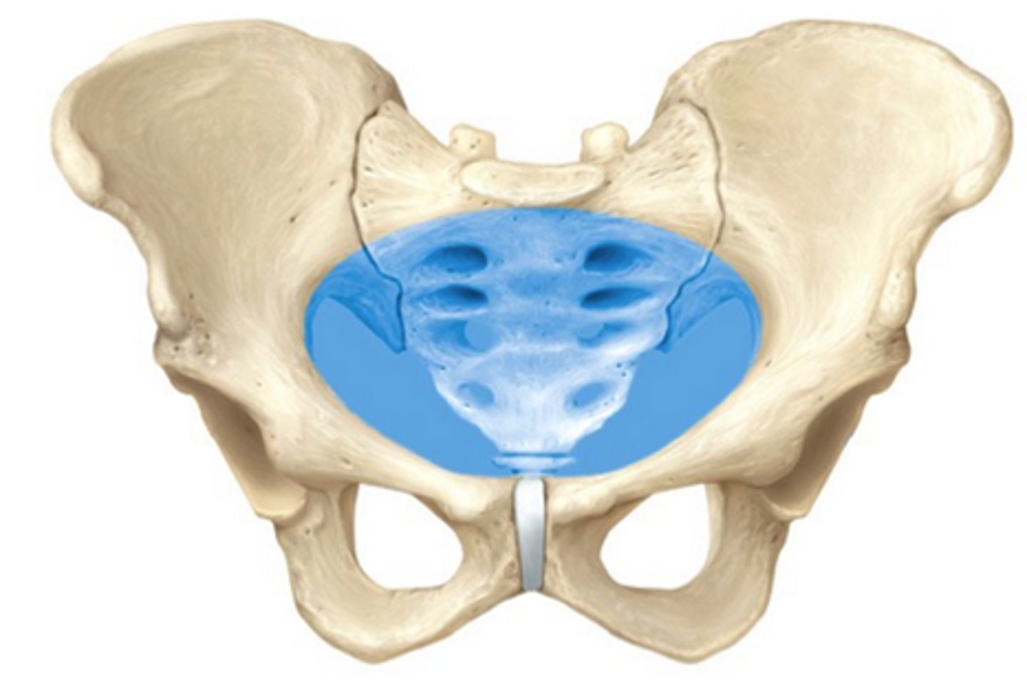 <p>(below pelvic brim)</p>