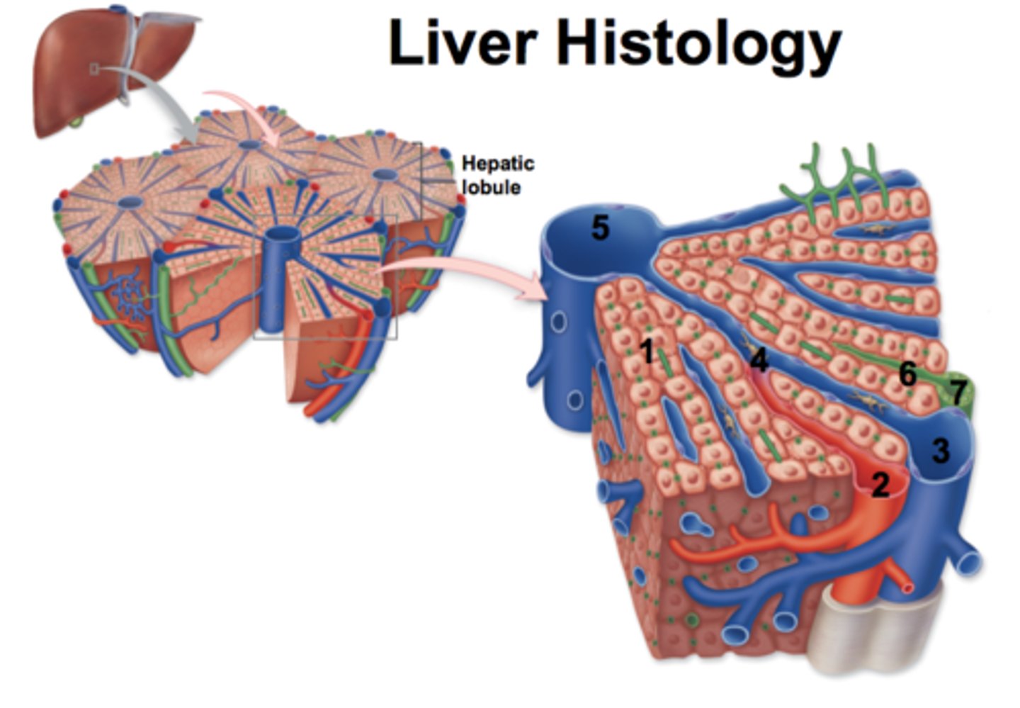 <p>vascular channels of the liver that receive nutrient rich blood from the hepatic portal vein</p>